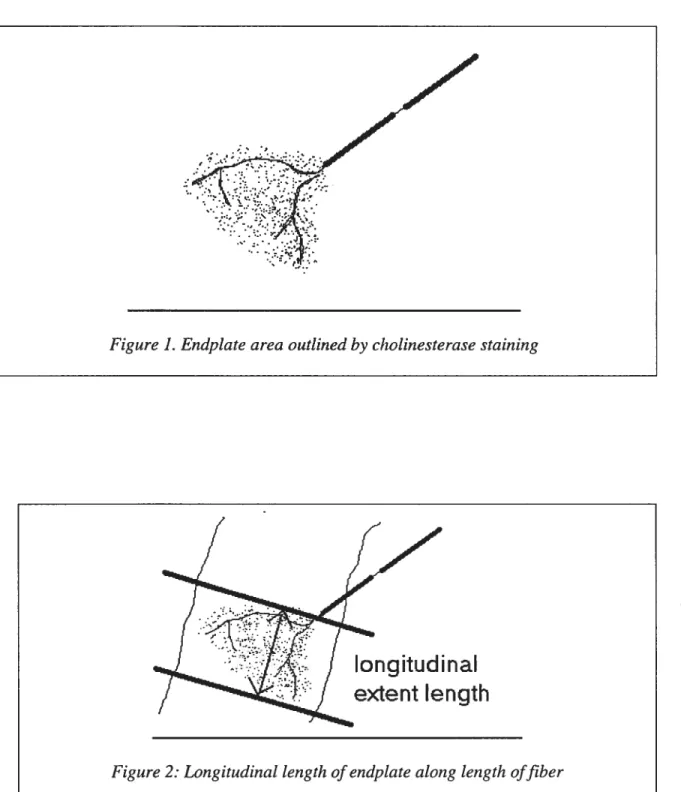 Figure 2: Longitudinal tength ofendplate atong length offiber
