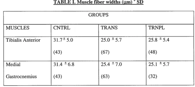 TABLE I. Muscle liber widths (m) + SD GROUPS MUSCLES CNTRL TRANS TRNPL . . . . + + + TibialisAnterior 31.7—5.0 25.0 —5.7 25.8 —5.4 (43) (67) (48) Medial 31.4 6.8 25.4 7.0 25.1 57 Gastrocnemius (43) (63) (32)