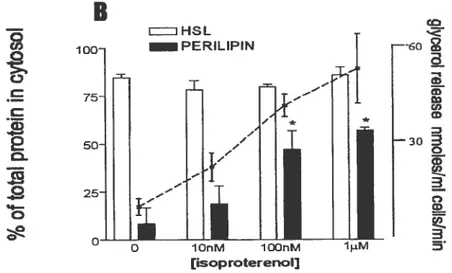 Figure 4B. Translation de la périlipine suite â diverses stimulations lipohiiques induites par Fisoproterenol dans