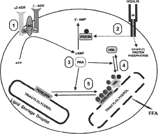 Figure 13. Il existe cinq points de contrôle importants dans le mécanisme dc la lipolese adipocvtaire identifiés