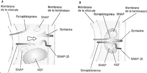 figure 1. Schéma des protéines impliquées dans le processus de fusion vésiculaire à la fl\TM.