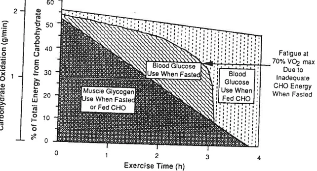 Fig. 7. Model showing various sources of energy during prolonged exercise.