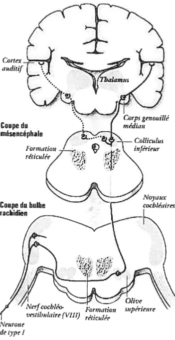 figure 13 : «oies auditives. Extrait de “Promenade autour de la cochlée” (www.cochlee.info), R