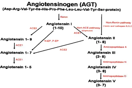 Figure 4. Enzymetic pathway of bioactive angiotensins generation.