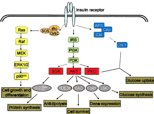 FIgure 7. Insulln signallng pathway and Its cellular function.