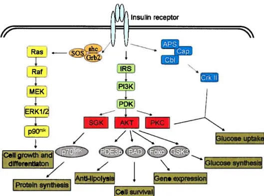 FIgure 7. Insulln signallng pathway and Its cellular function.