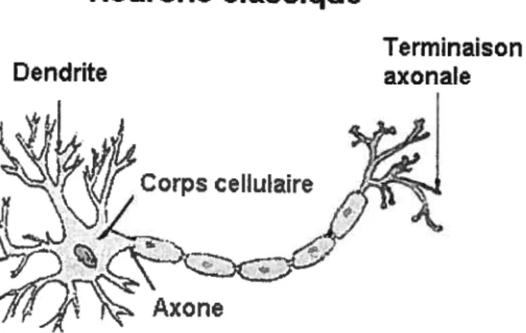 Figure A : Les composantes du neurone classique
