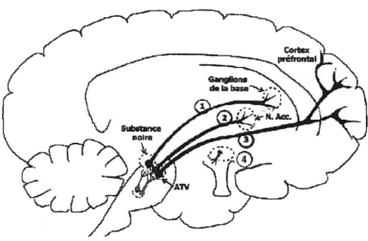 Figure B : Les voies dopaminergiques centrales