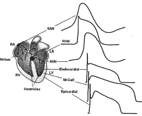 Figure 2. Action potential waveforms are variable in different regions of the heart. Schematic representation of the heart; AP waveforms recorded in different regions of the heart are illustrated.