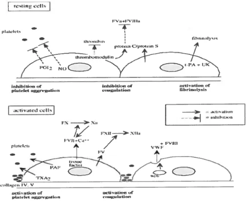 Figure 4: Schematic representation of the role played by endothelial ceils in coagulation and fibrinolysis pathways