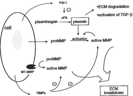 Figure 5: M extensive network of additional proteases, inhibitors, receptors and