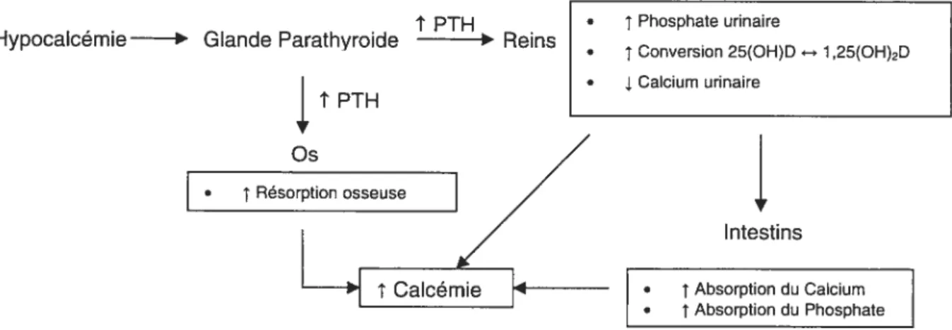 Figure 4. Actions de la PTH en réponse à une baisse de la calcémie.