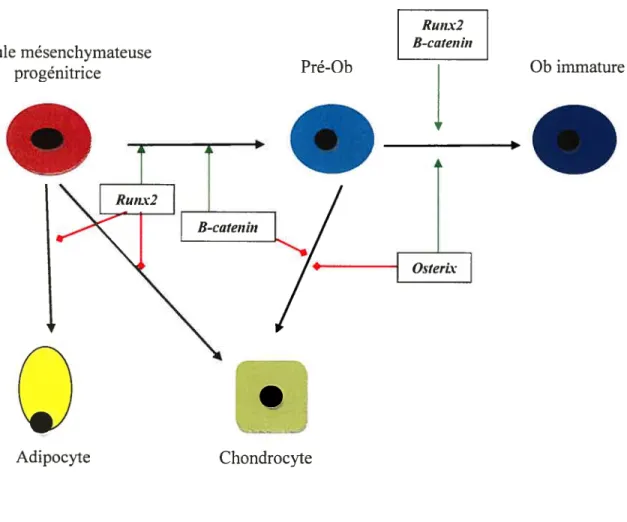 Figure 5. Facteurs de transcription impliqués dans la différenciation des Ob.