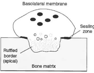 Figure 6. Configuration de I’ostéoclaste actif. La zone de scellement se forme suite à la polarisation de la cellule et à l’interaction de la cellule avec la matrice osseuse par l’intermédiaire des intégrines Œvf33