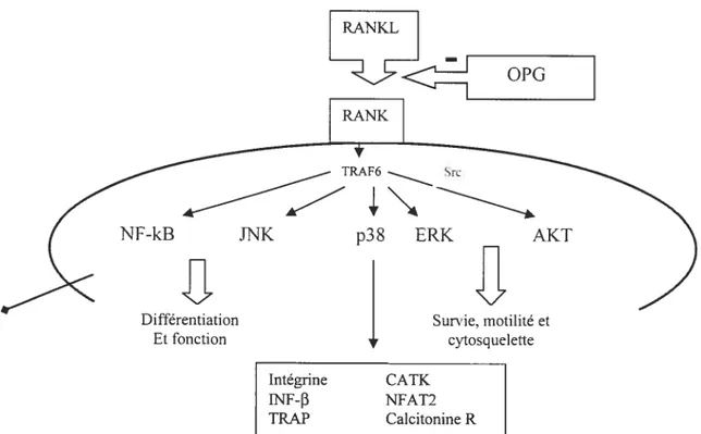 Figure 7. Signalisation intracellulaire de l’axe RANKL/RANKIOPG. La liaison de RANKL et avec RANK mène à la transduction de signaux intracellulaires régulés par TRAF-6