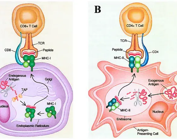 Figure 3. Présentation de peptides par les molécules de classe I et de classe II du CMH a) Les protéines endogènes sont dégradées en peptides qui sont à leur tour transportés dans le réticulum endoplasmique pour se lier aux molécules de classe I du CMH