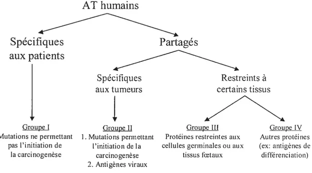 Figure 4: Classification des ATseÏon GiÏboa27.