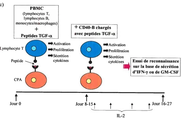 Figure 8: Stimulation des PBMC ou des TIIC avec des peptides synthétiques dérivés du TGF-c afin d’identifier des lymphocytes Tspécfiques au TGf-c