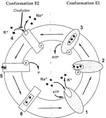 Figure 6. Mécanisme daction de la pompe Na+-K+-ATPase. (Adapté de (Feraille &amp; Doucet