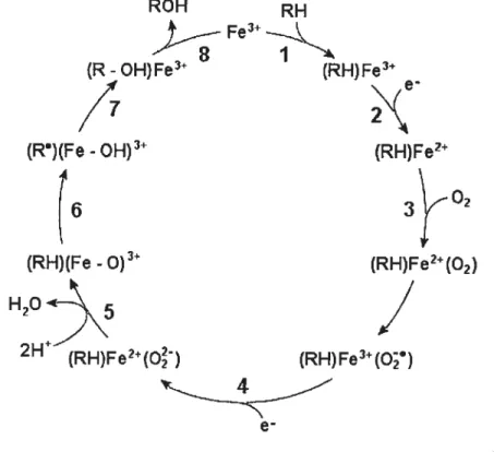 Figure 10. Séquence catalytique de l’insertion d’un atome d’oxygène lors des réactions auxquelles participent les cytochromes P450