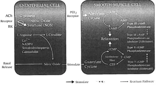 FIGURE I. Synthèse, mécanisme d’action et dégradation du NO.