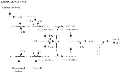 FIGURE 2. Les étapes d’activation des voies classique et alternative du complément.