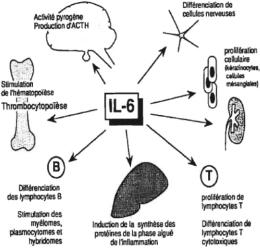 Figure 2 Les principales fonctions de 1’ interleukine-6 (Cavaillon. 1993).