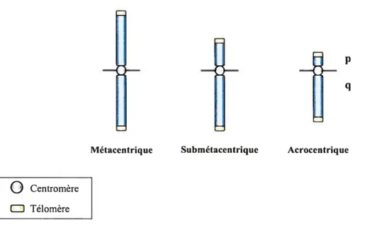 Figure 1: Représentation schématique des morphologies chromosomiques chez l’humain.
