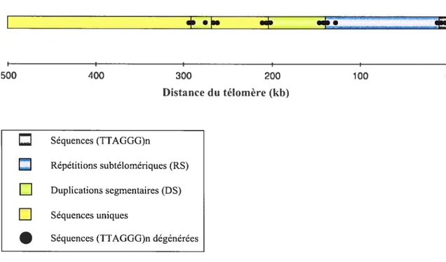 Figure 3 Représentation schématique de l’organisation de l’ADN subtélomérique selon Riethman et al