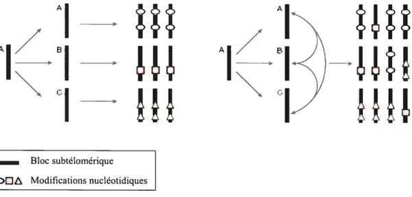 figure 4: Deux modèles d’évolution des régions subtélomériques. Les traits noirs représentent un bloc subtélomérique ayant été dupliqué au niveau de trois chromosomes