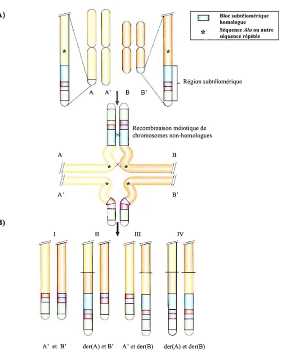 Figure 5 Mécanisme de formation des remaniements subtélomériques lors de la méiose. A) Il y a recombinaison méiotique entre chromosomes non homologues via l’appariement des séquences subtélomériques homologues