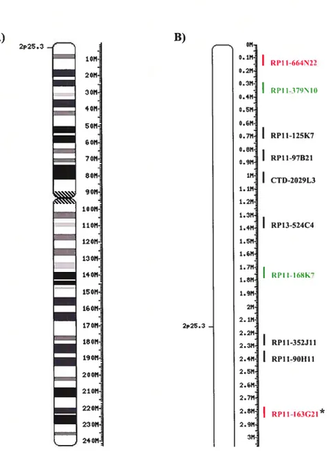 Figure 2 BACs du chromosome 2pter. A) Idiogramme du chromosome 2 montrant la taille de 243 Mb du chromosome complet