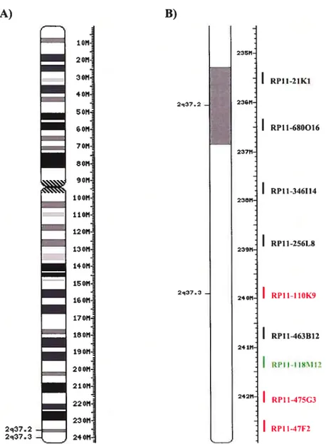 Figure 3: BACs du chromosome 2qter. A) Idiogramme du chromosome 2 montrant la taille de 243 Mb du chromosome complet