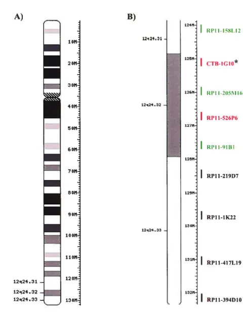 Figure 4: BACs du chromosome l2qter. A) Idiogramme du chromosome 12 montrant la taille de 132 Mb du chromosome complet