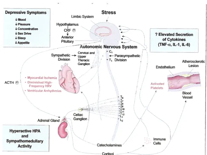 figure 3 : Schéma hypothétique des altérations physiopathologiques associées avec la