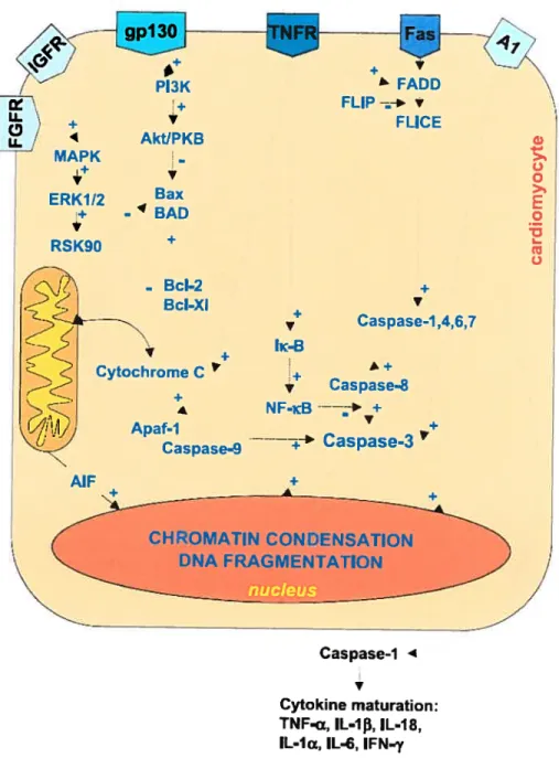 figure 2: Voies de signalisation dans l’apoptose d’un cardiomyocyte. L’activation