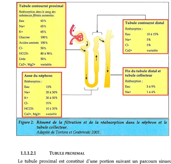 Figure 2: Résumé de la filtration et de ta réabsorption dans te néphron et le