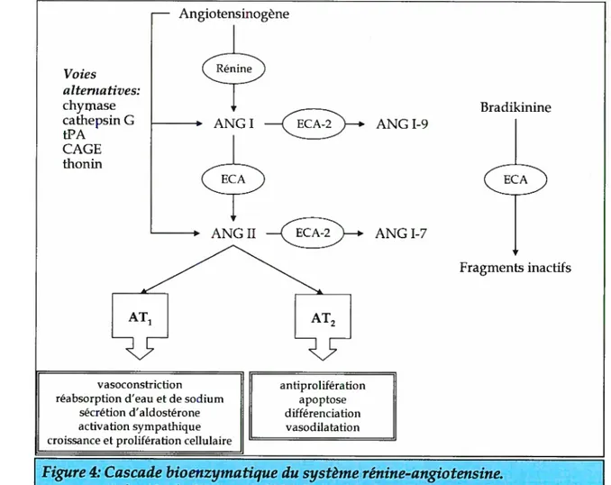 Figure 4: Cascade bioenzymatique du système rénine-angiotensine.