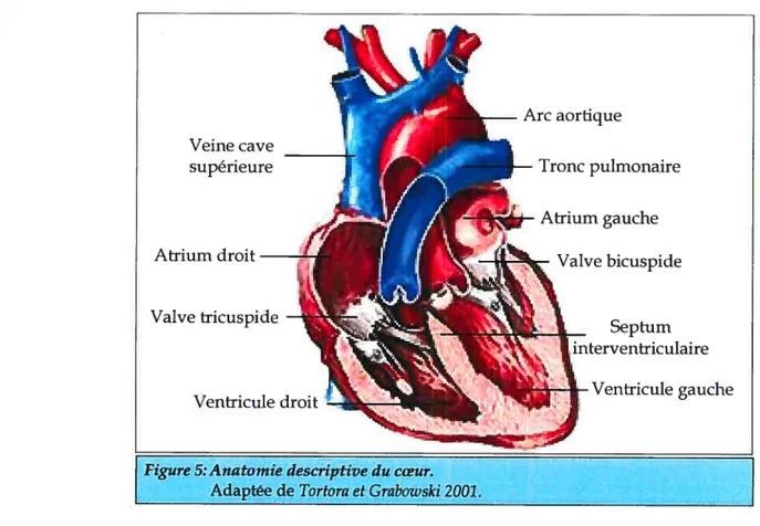 figure 5:Anatomie descriptive du cœur