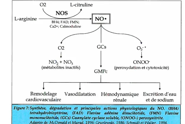 Figure 7: Synthèse, dégradation et principales actions physiologiques du NO. (BH4) tetrahydrobioptérine, (FAF.?) Flavine adénine dinuctéotide, (FMN) Flaviite mononucléotide, (GCs) Guanylate cyctase soluble, (ONOO-) peroxynitrite