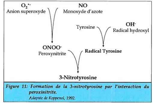 figure 11: Formation de ta 3-nitrotyrosine par l’interaction du peroxinitrite.