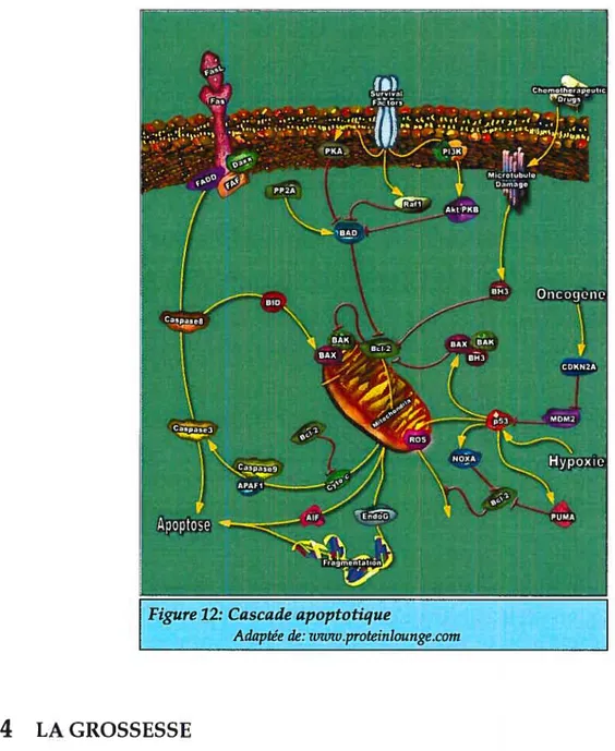 figure 12: Cascade apoptotique