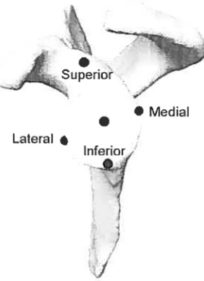 Figure 4.3: Glenoid center determined with the superior, inferior, media!, and lateral edge ofthe glenoid fossa