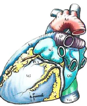 Figure I : Vue droite et gauche du coeur humain (Anatomie du coeur humain - C. Cabrol, R