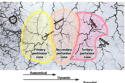 Figure 1. Anatomical and physiologicat definitions of vascular territories.