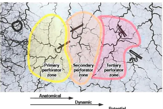 Figure 1. Anatomical and physiologicat definitions of vascular territories.