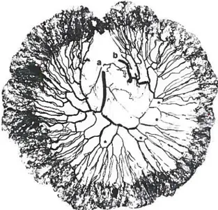 Fig. 3. Bone angiogram ofa fibula. Note the contribution ofthe peroneal artery ta) to the periosteum ofthe fibula (asterisks).