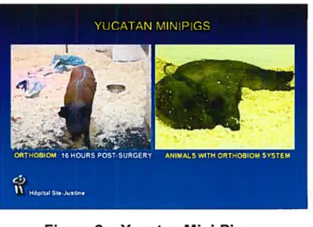 Figure 2: Yucatan Mini-Pig