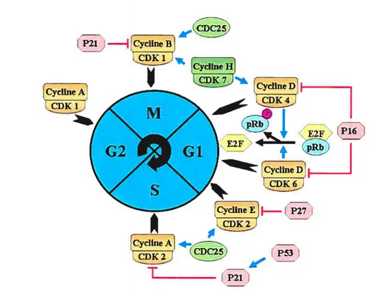 Figure 5: Déroulement du cycle cellulaire