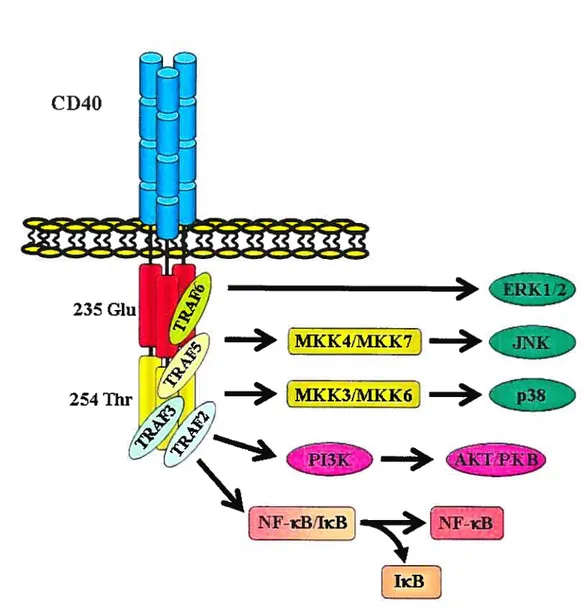 Figure 9: Forme trimérique du récepteur CD4O et ses voies de signalisation